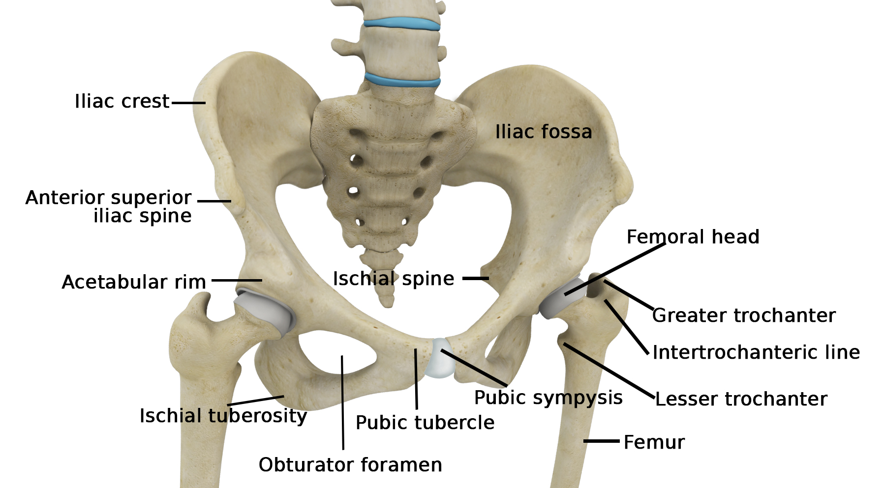 Hip Anatomy